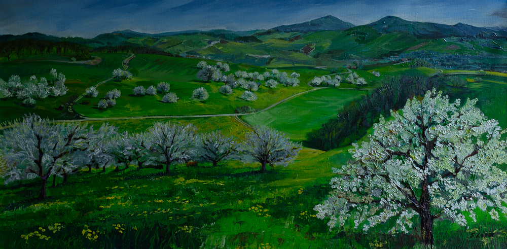 CHERRY BLOSSOMS IN SPRING, AARGAU